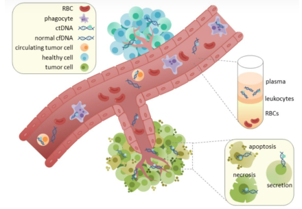 Methods and Prospects of Tumor MRD Liquid Biopsy Based on ctDNA
