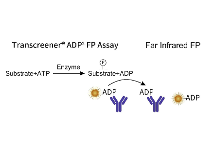 Transcreener Fluorescence Polarization Assay Performed on Feyond-A500 Multi-Mode Microplate Reader